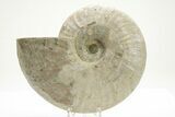 Silver Iridescent Ammonite (Cleoniceras) Fossil - Madagascar #219579-1